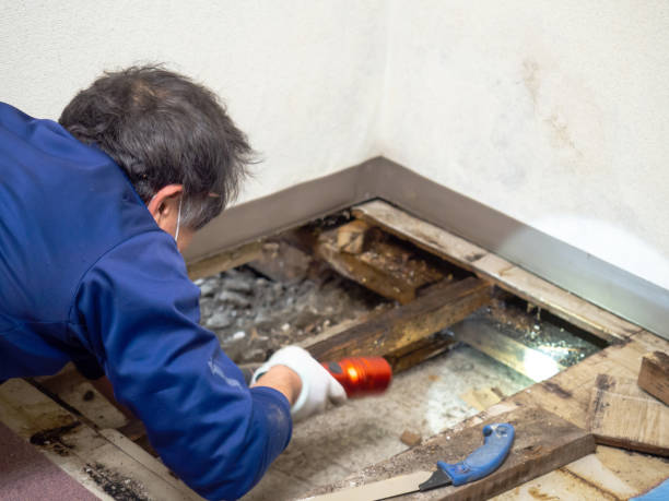 Best Residential Mold Remediation in Somonauk, IL