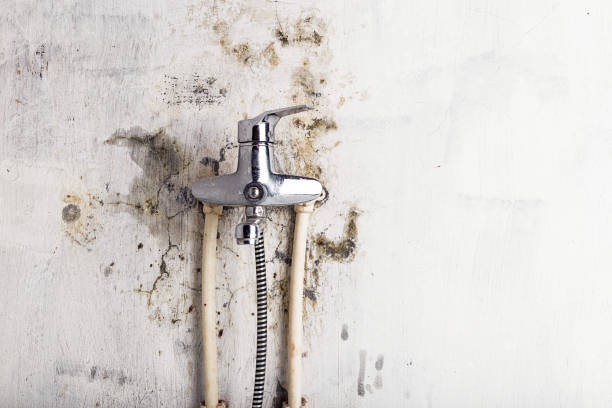 Best Basement Mold Remediation in Somonauk, IL