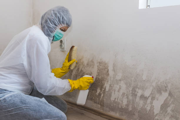 Best Post-Flood Mold Remediation in Somonauk, IL