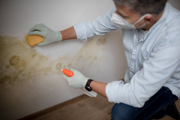 Reliable Somonauk, IL Mold Remediation Solutions