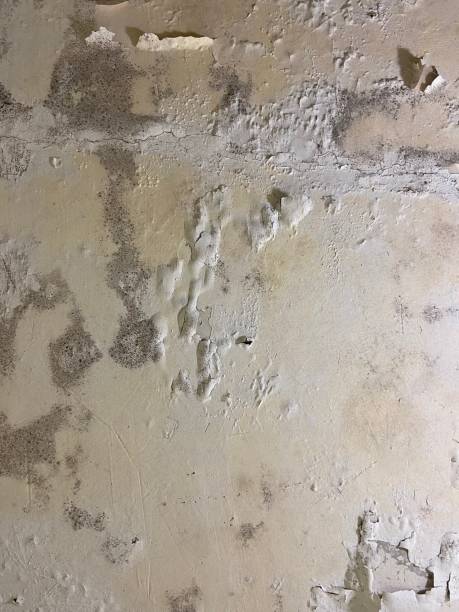 Best Mold Remediation for Specific Building Types in Somonauk, IL