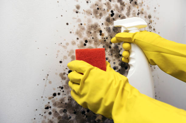 Best Residential Mold Remediation in Somonauk, IL
