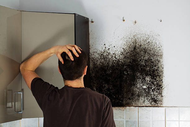 Best Black Mold Remediation in Somonauk, IL
