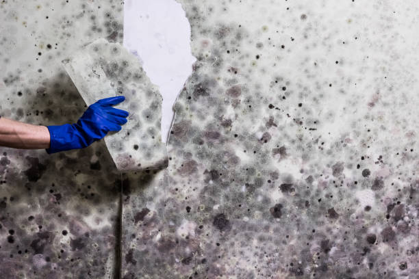 Best DIY Mold Remediation Support Services in Somonauk, IL