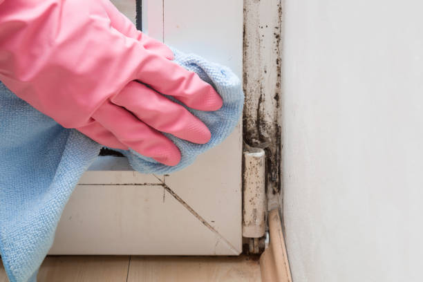 Best Kitchen Mold Remediation in Somonauk, IL