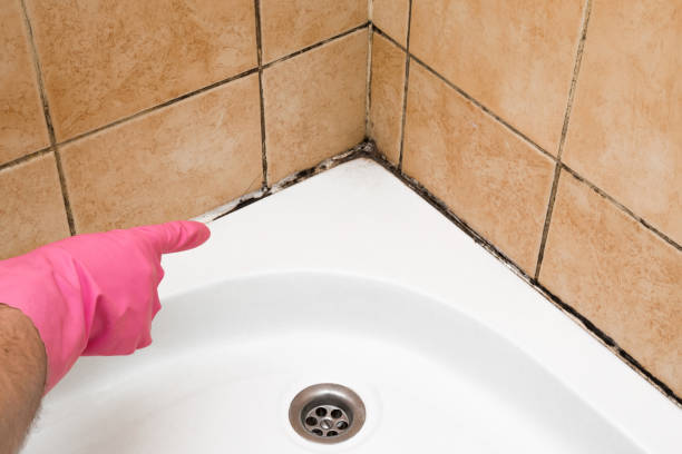 Best HVAC Mold Remediation in Somonauk, IL